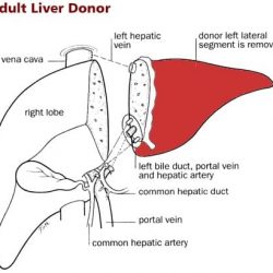 Liver-Adult-page-004