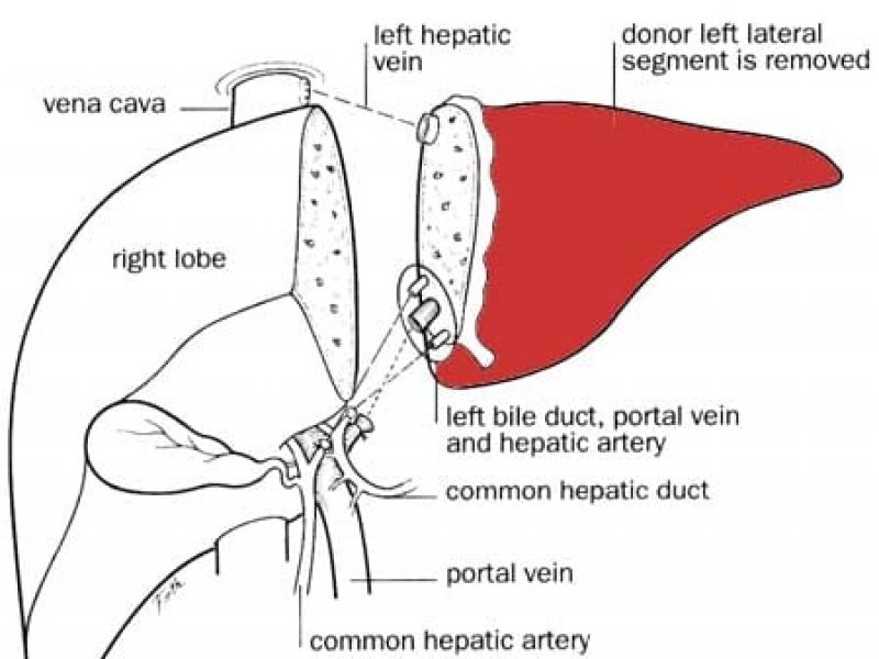 Liver-Adult-page-004